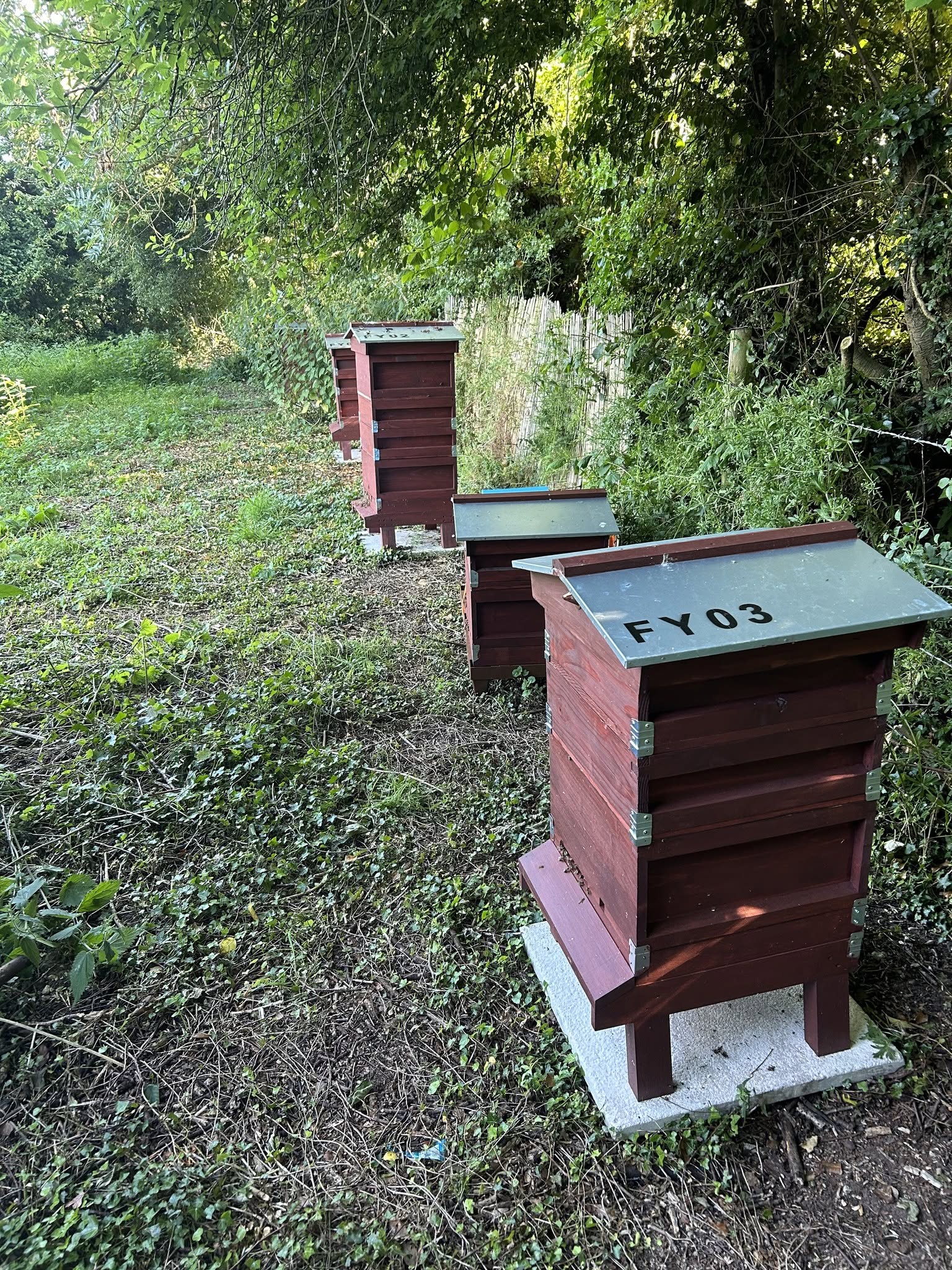 Beehives on the hillside
