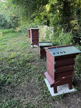 Beehives on the hillside